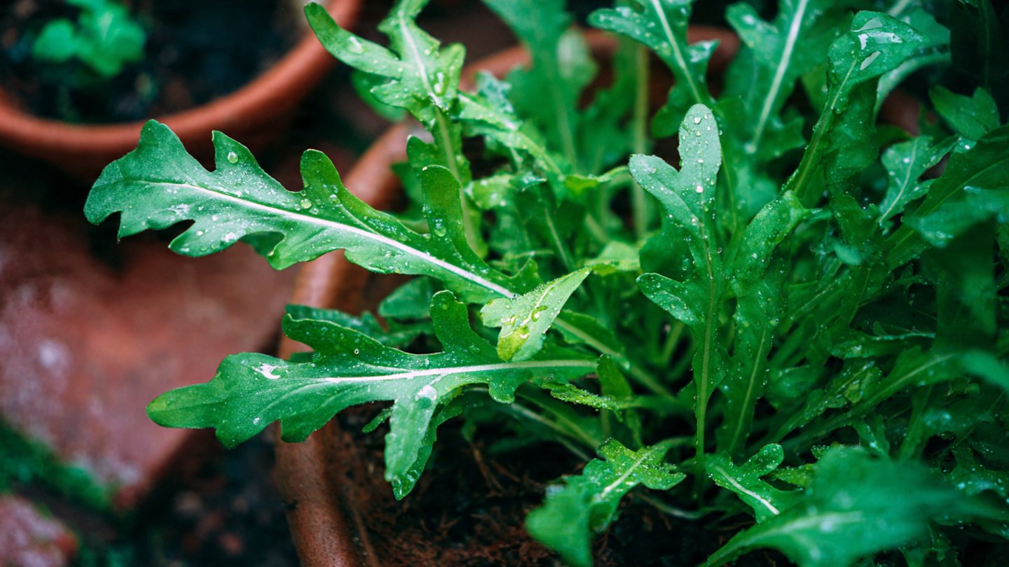 Easy Steps to Cultivate Arugula Rocket in Your Home Garden