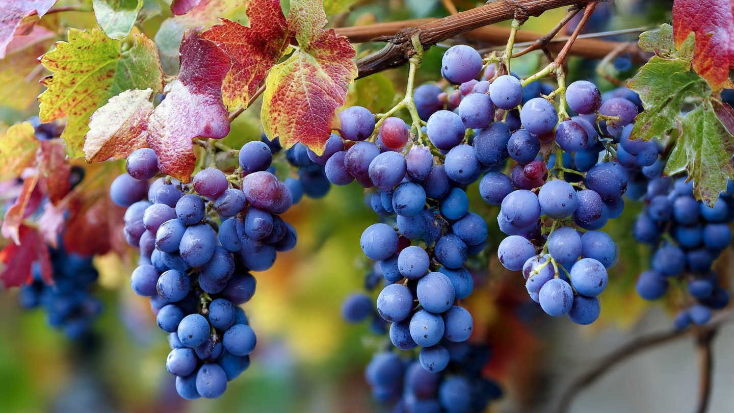 Best Methods for Growing Concord Grapes Naturally for Optimal Harvests