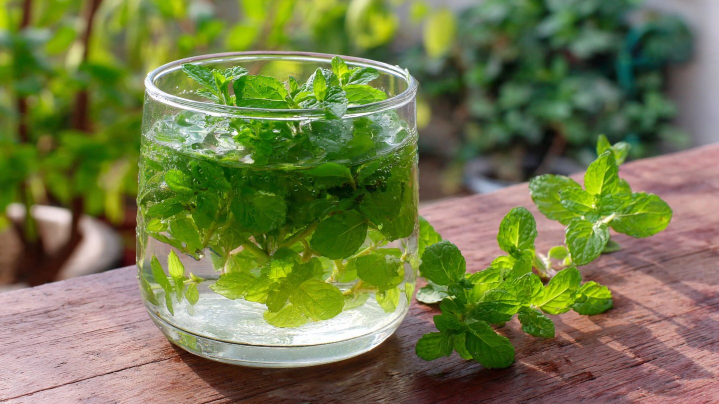 Best Ways to Grow Pudina in Water for Fresh Flavors at Home