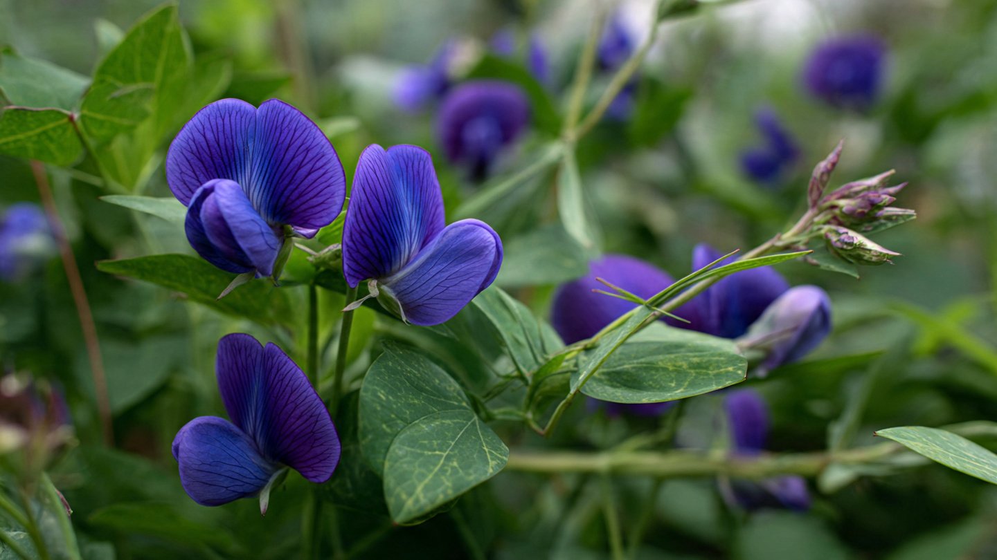 Easy Hack to Grow Blue Pea Aparajita Naturally and Sustainably in Your Garden