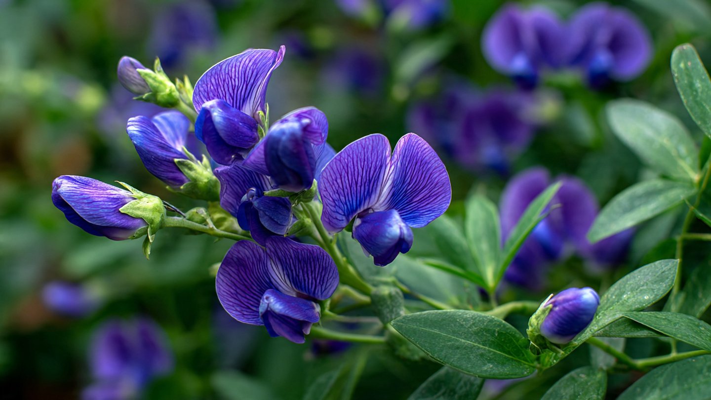 Easy Hack to Grow Blue Pea Aparajita Naturally and Sustainably in Your Garden