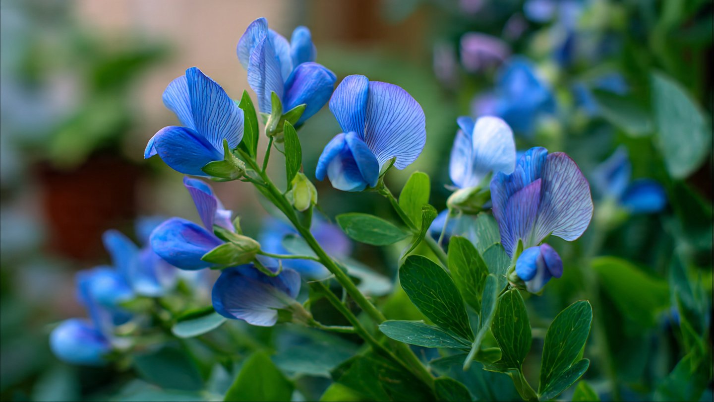 Easy Hack to Successfully Grow Blue Pea Aparajita for Beginners in Your Home Garden