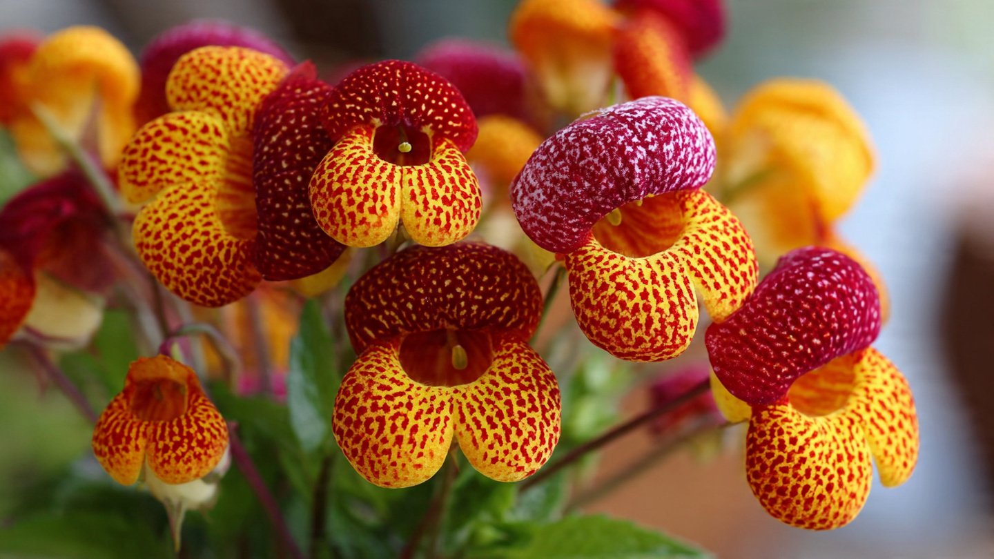 Simple Steps to Cultivate Calceolaria Slipper Flower with Minimal Effort for Beginners