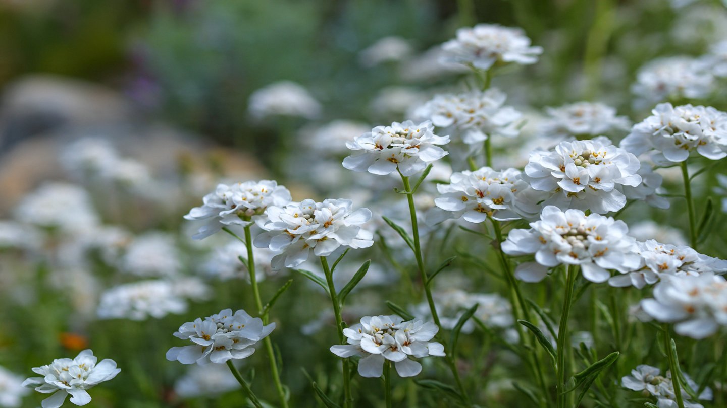 How to Easily Grow Candytuft from Seed: A Simple Way to Enhance Your Garden
