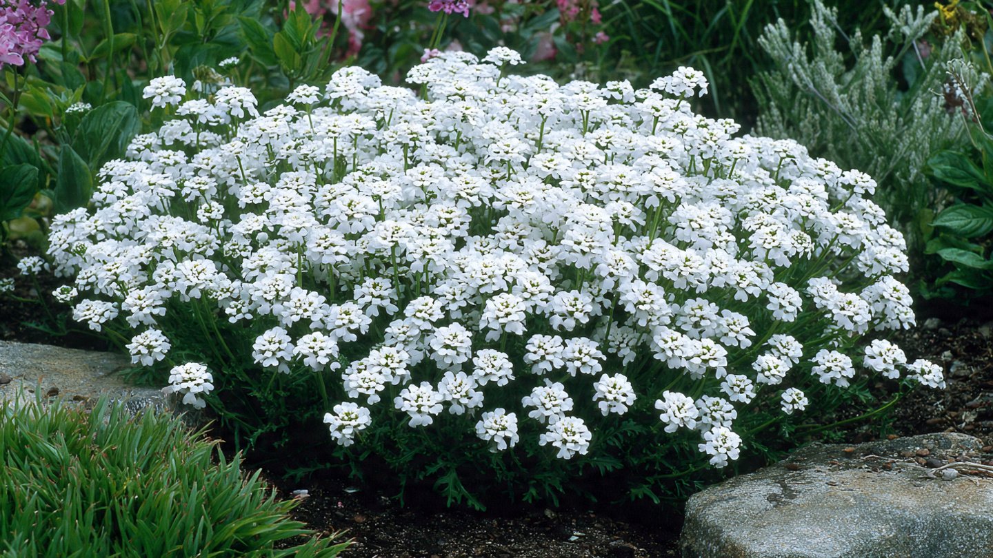 How to Grow Candytuft White Flowers for a Stunning Garden Display