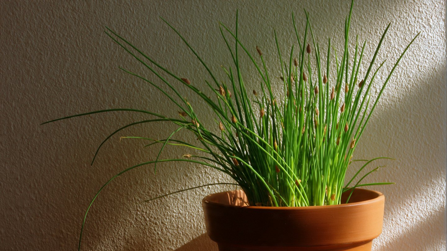 Can You Easily Grow Chives Indoors? Here’s the Simple Way!
