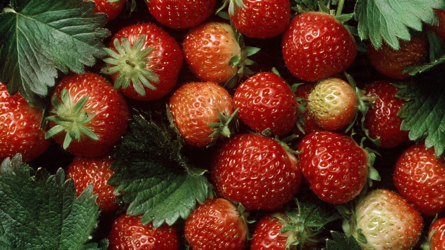 Comprehensive Guide to Growing Everbearing Strawberries in Canada for Enthusiastic Gardeners