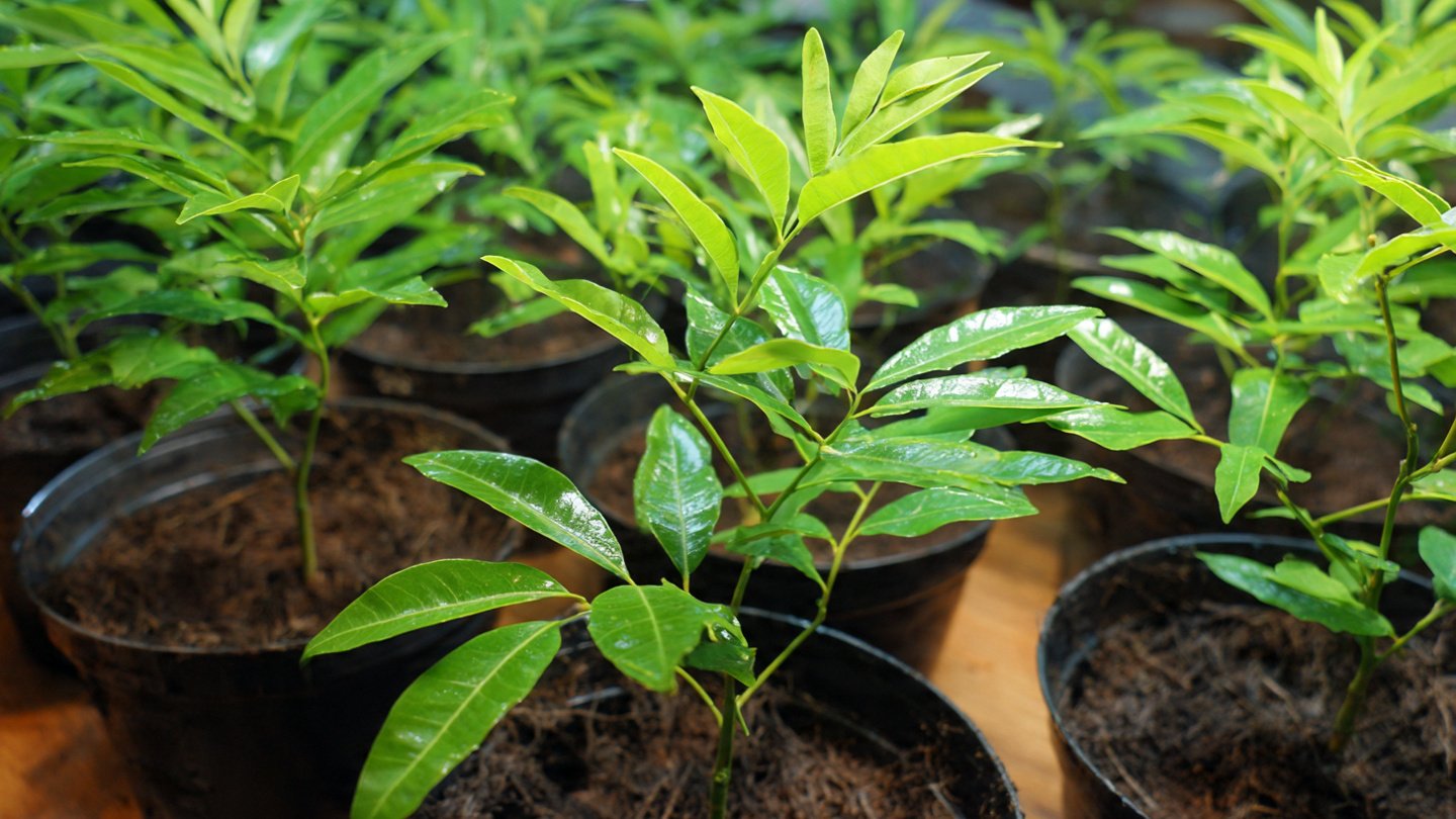 How to Quickly Multiply Your Curry Leaf Plant Using the Fast Multiplication Method