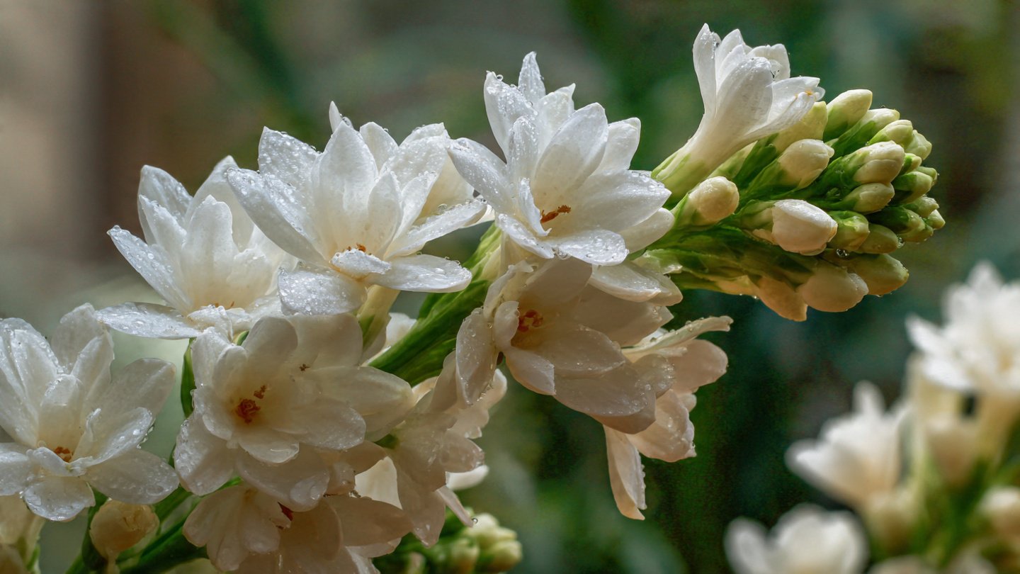 Easy Steps to Cultivate Beautiful Tuberose Rajnigandha at Home for Fragrant Gardens