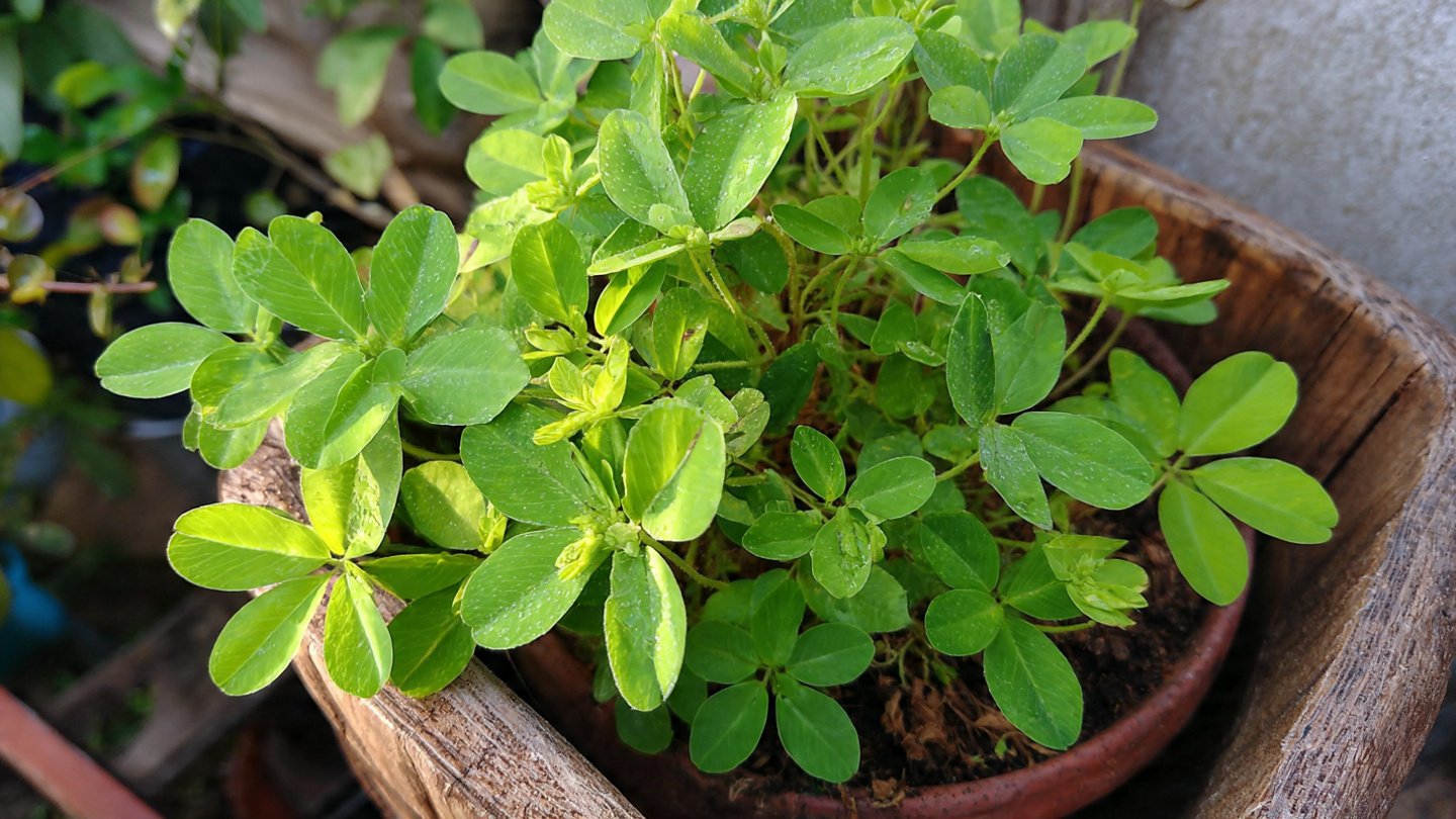 Easy Hack to Grow Blue Pea Aparajita Naturally and Sustainably in Your Garden