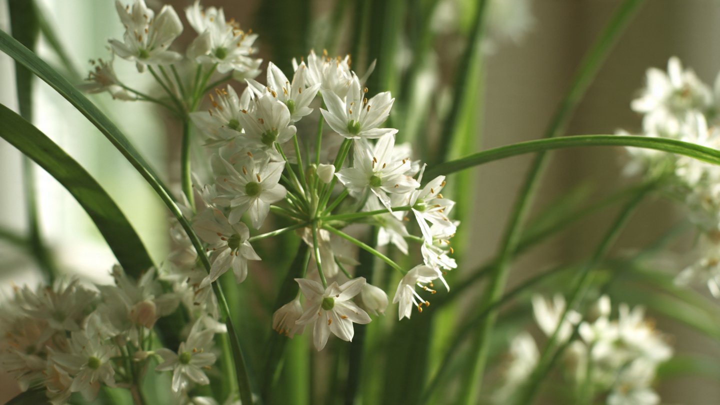 Can You Easily Grow Garlic Chives Indoors? Discover the Simple Ways to Do It!