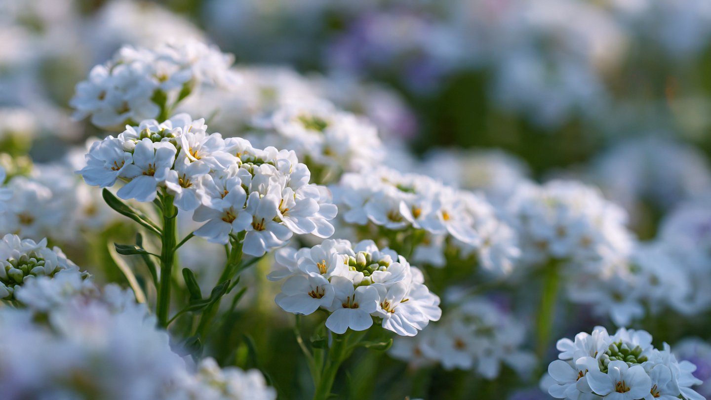 How to Grow Candytuft for Vibrant Spring Blooms