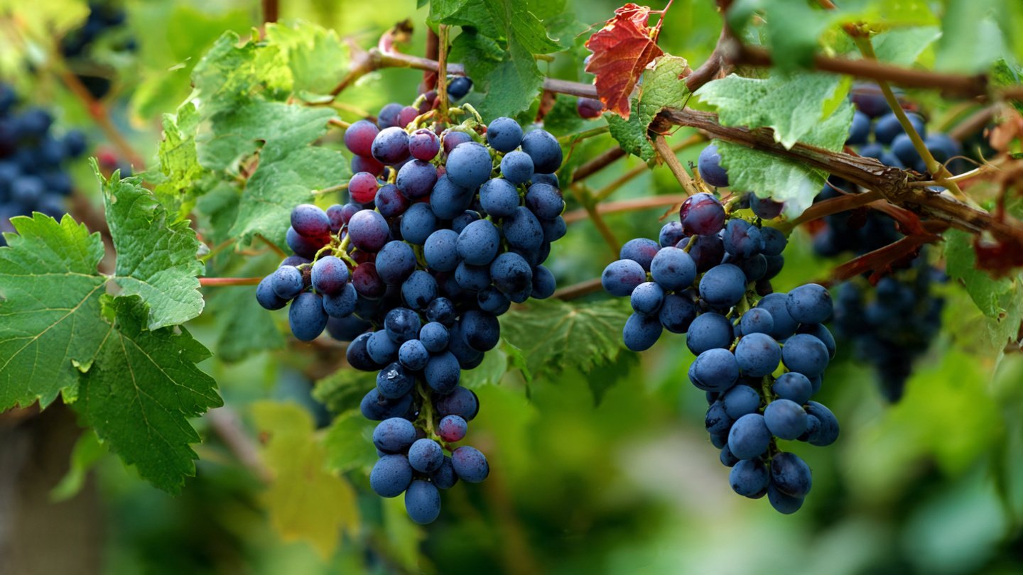 How to Successfully Grow Cold Hardy Grapes in Your Backyard Year Round