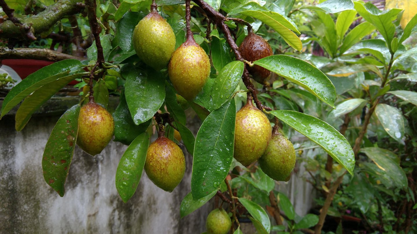 How to Master Sitaphal Container Gardening for a Lush, Fruity Harvest