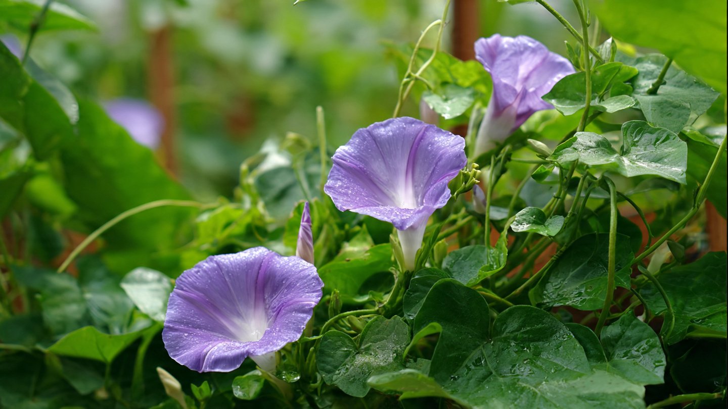 How to Successfully Grow Morning Glory From Seeds in Your Garden Without Any Hassle