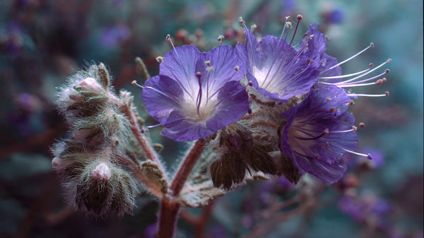 How to Easily Grow Phacelia from Seed: A Simple Guide for Beginners