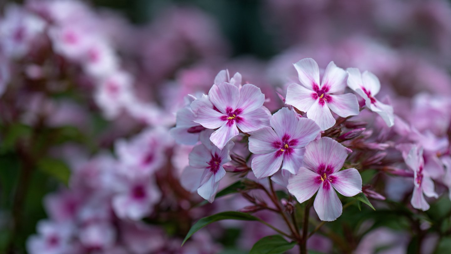 Easy Steps to Successfully Grow Beautiful Phlox Flowers at Home