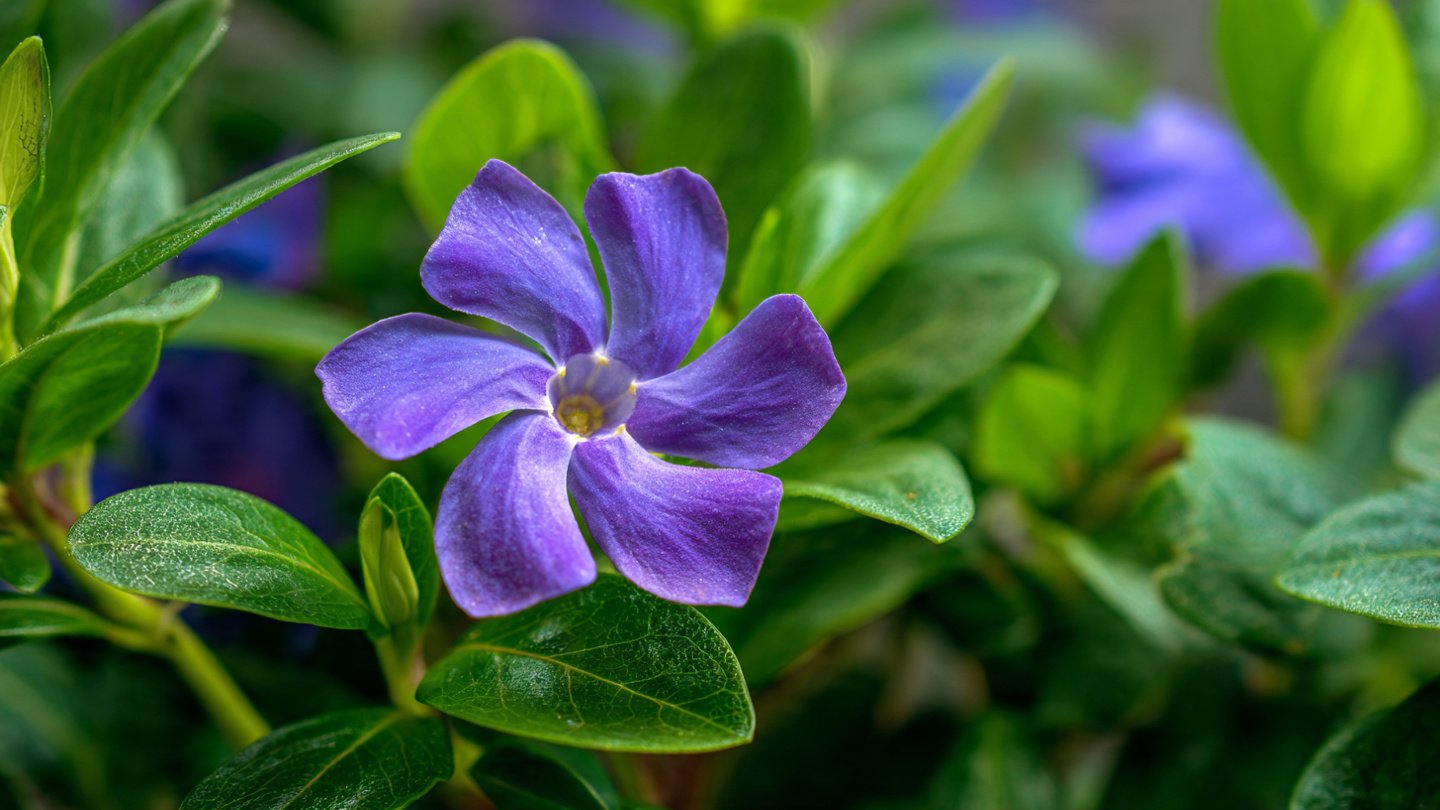 Simple Guide to Growing Periwinkle from Cuttings in Your Garden