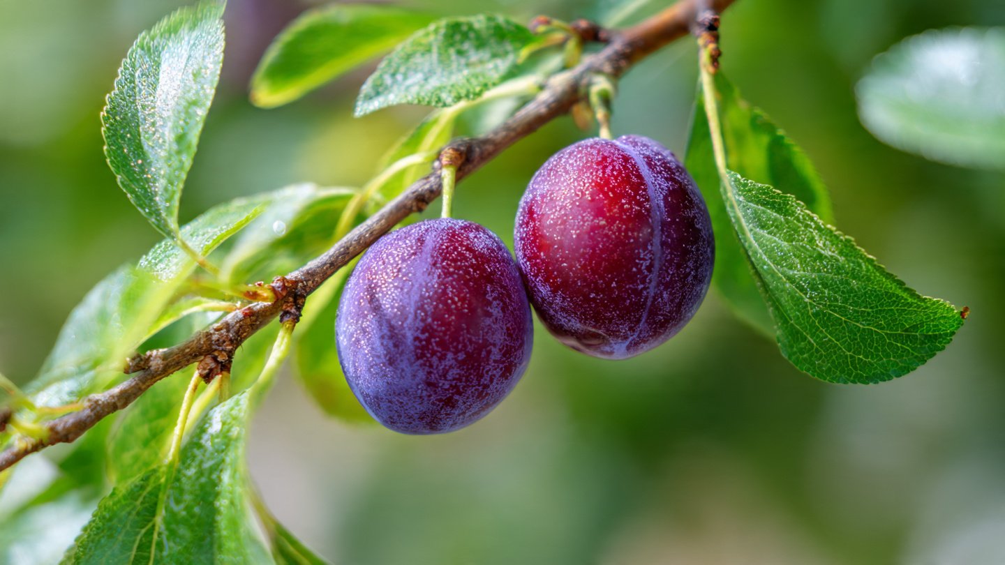 Simple Steps for Growing a Plum Tree at Home for Beginners