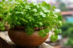 Discover the Simple Steps for Successfully Growing Coriander in a Pot