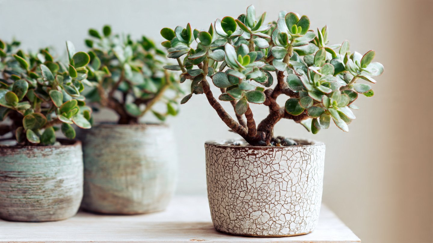 Simple Steps to Cultivate Jade Plants for Beautiful Home Decoration