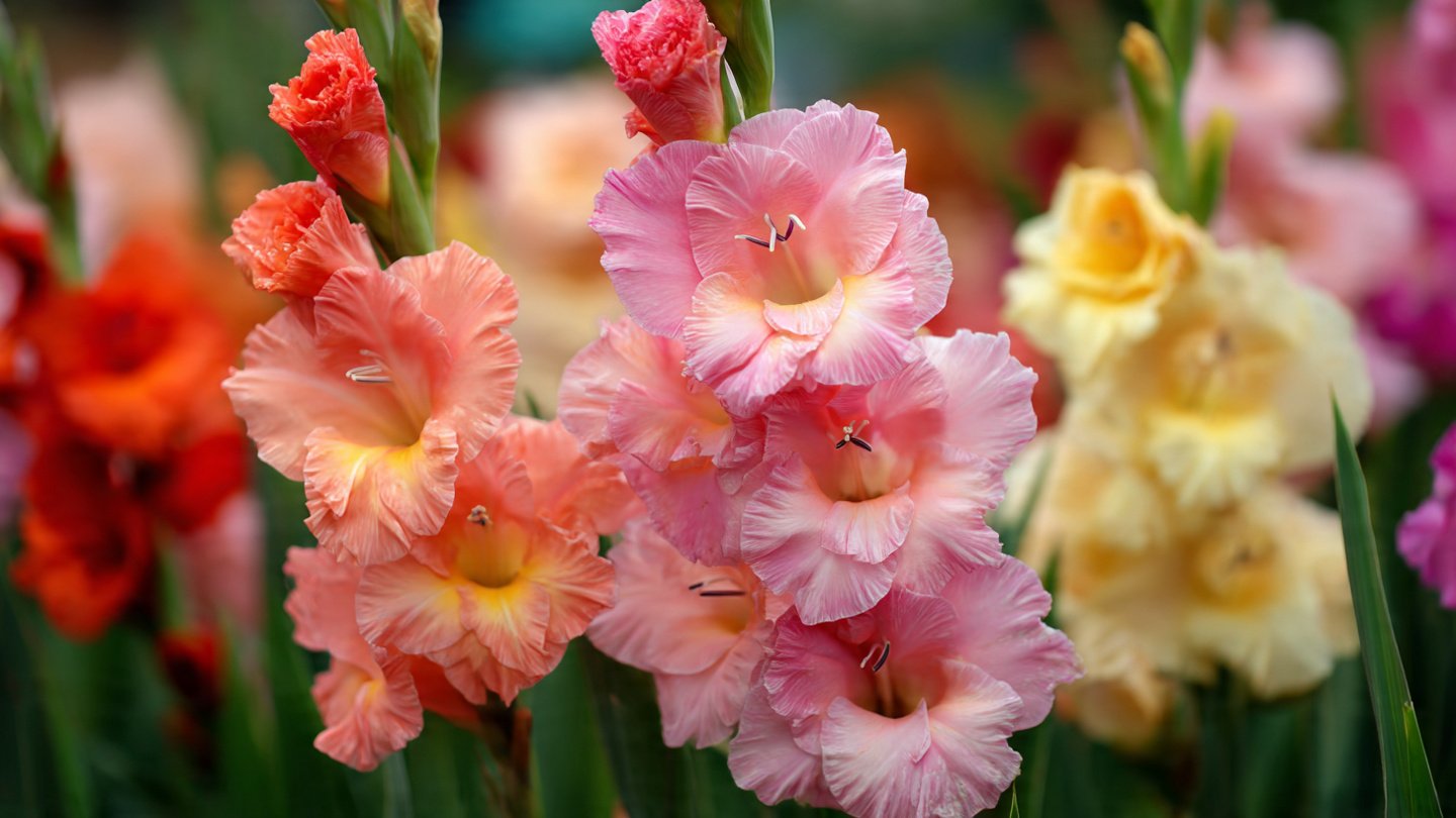 Simple Steps To Successfully Grow Gladiolus From Bulbs At Home