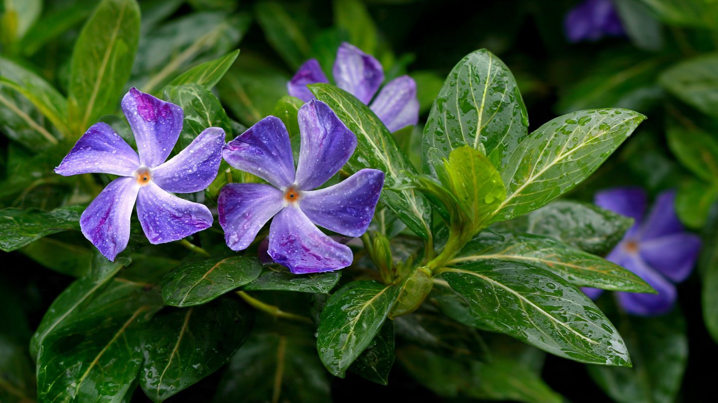 Simple Steps to Successfully Grow Periwinkle Sadabahar in Your Garden