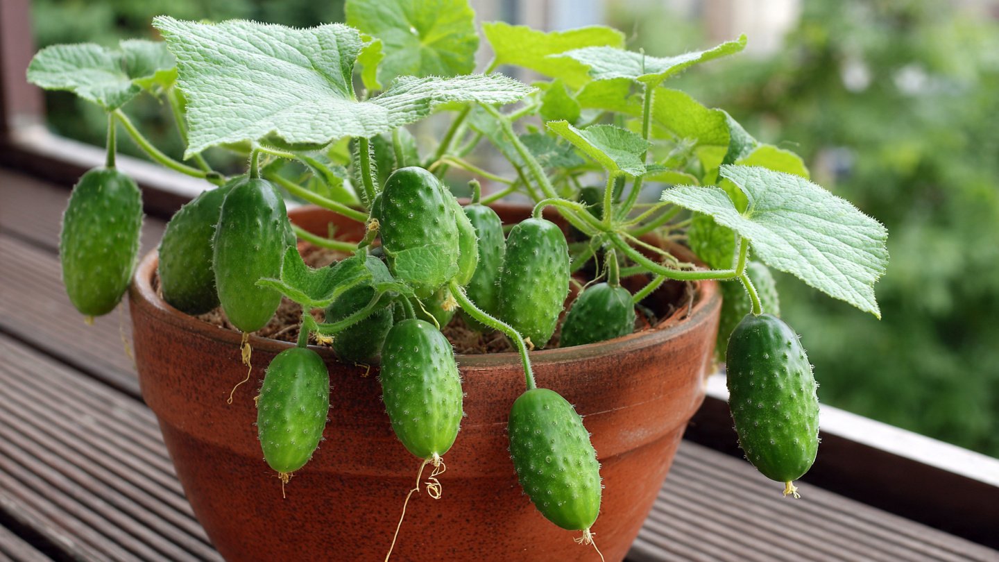 Simple Way to Grow Cucumber at Home Using Container Gardening Techniques