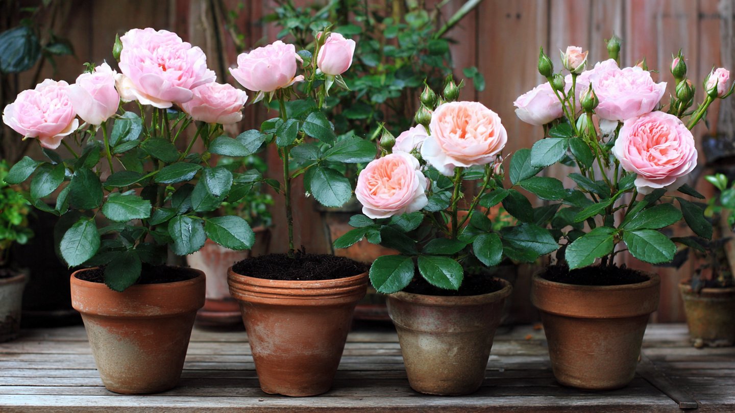Step by Step Guide to Successfully Grow Button Roses in Pots for Beginners