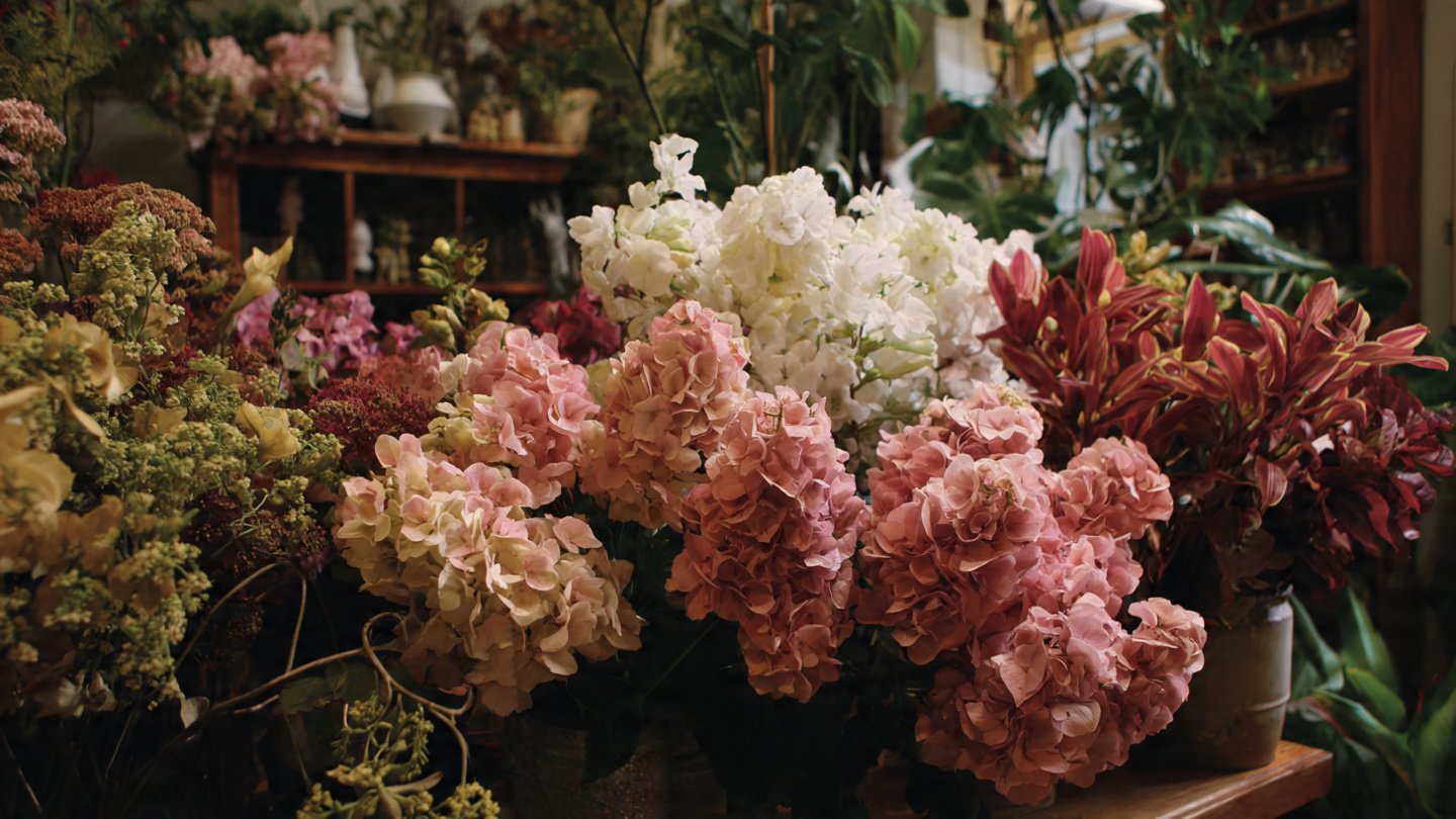 How to Grow Stock for Gorgeous Cool Season Blooms