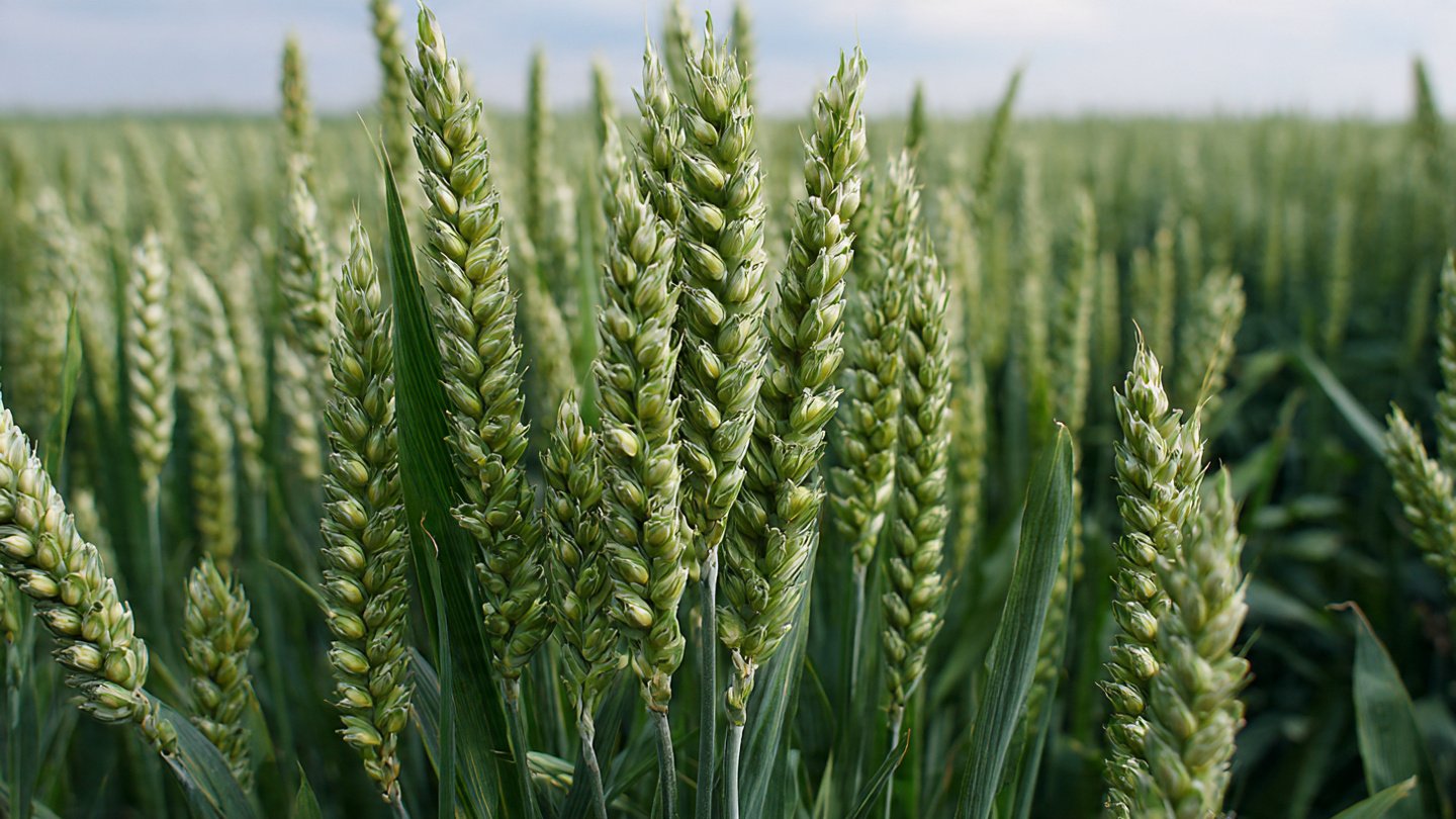 How to Achieve the Best Method to Grow Stock Tall Spikes for Maximum Yields