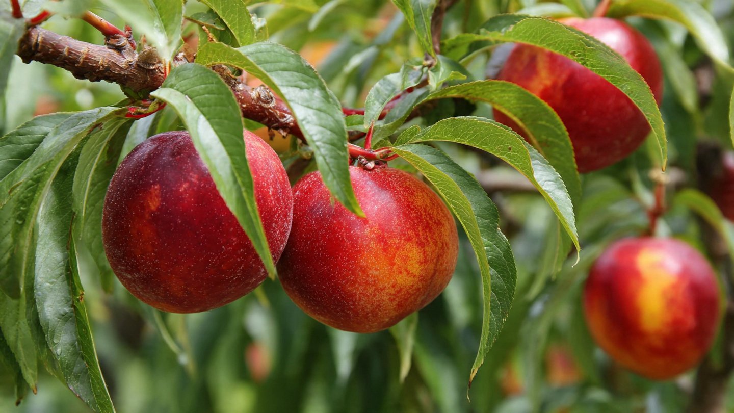 How to Successfully Cultivate Nectarine Trees in Cold Canadian Climates for Optimal Fruit Production