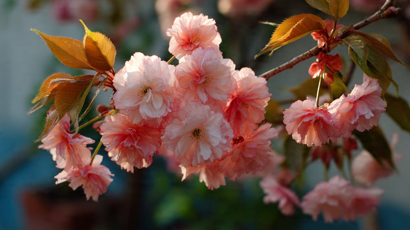 How to Successfully Grow a Cherry Tree at Home for Delicious Fruit and Beautiful Blooms