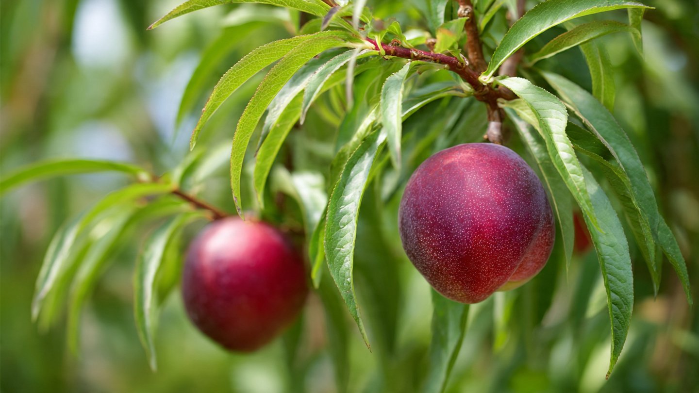 How to Successfully Grow a Nectarine Tree in Your Backyard for Delicious Homegrown Fruit