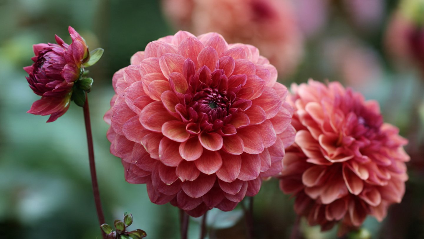 How to Successfully Grow Beautiful Dahlias From Tubers Right in Your Own Backyard
