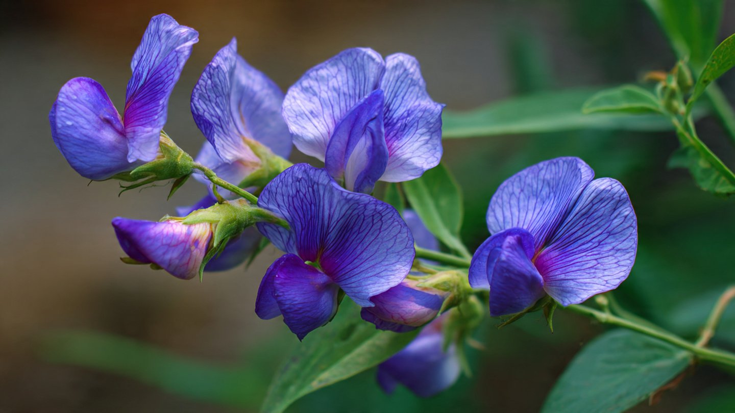 A Comprehensive Guide to Successfully Grow Blue Pea Flowers From Seeds in Your Garden