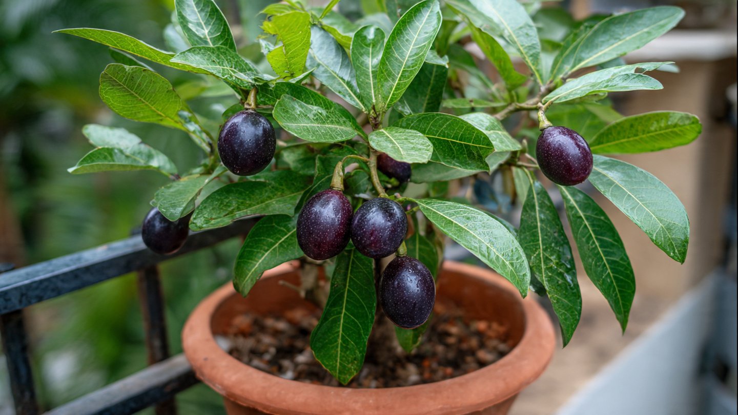 How to Successfully Grow Jamun in Containers: Essential Tips for Thriving Gardening