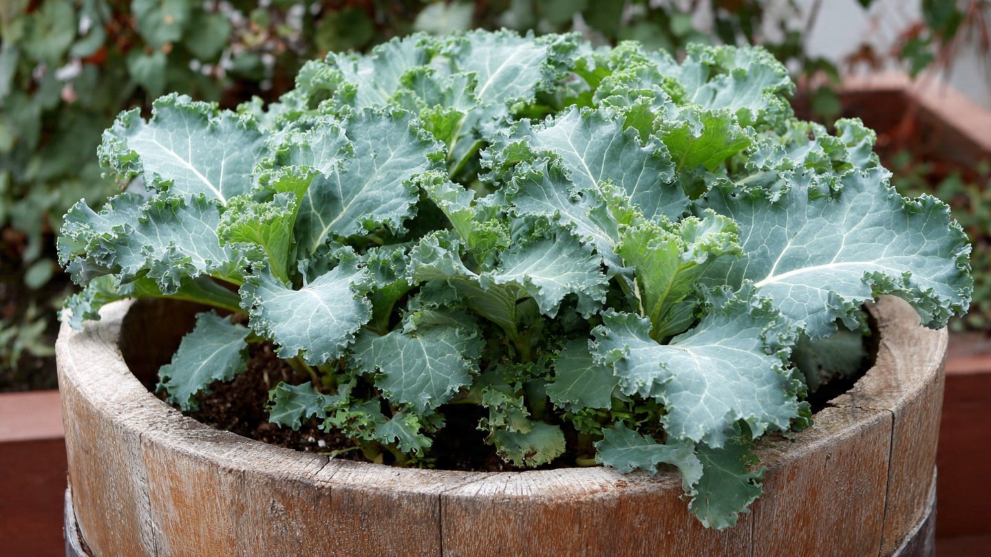 How to Successfully Grow Kale at Home in Containers for Fresh Harvests Year Round