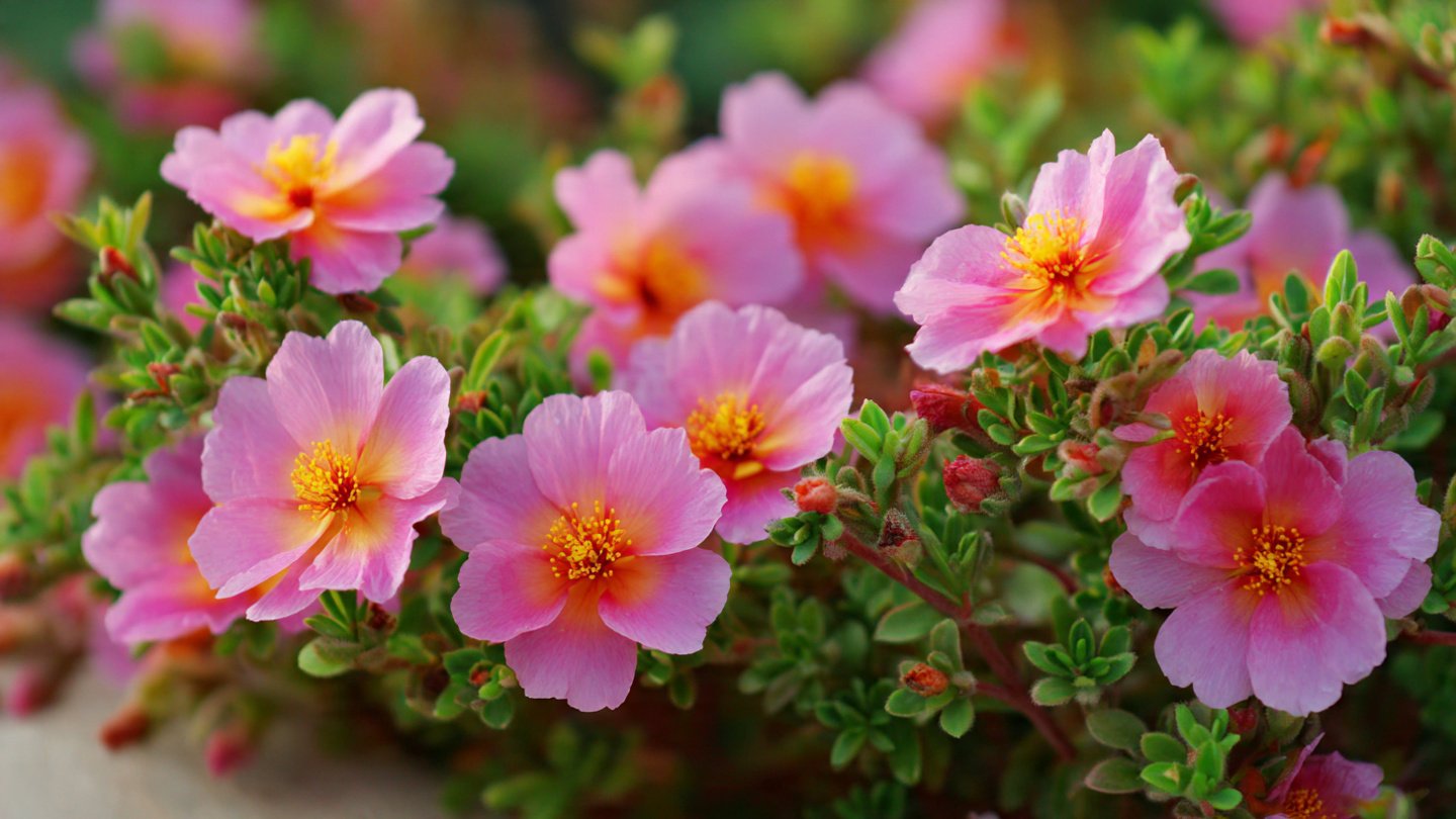 How to Successfully Grow Portulaca From Cuttings for Your Garden