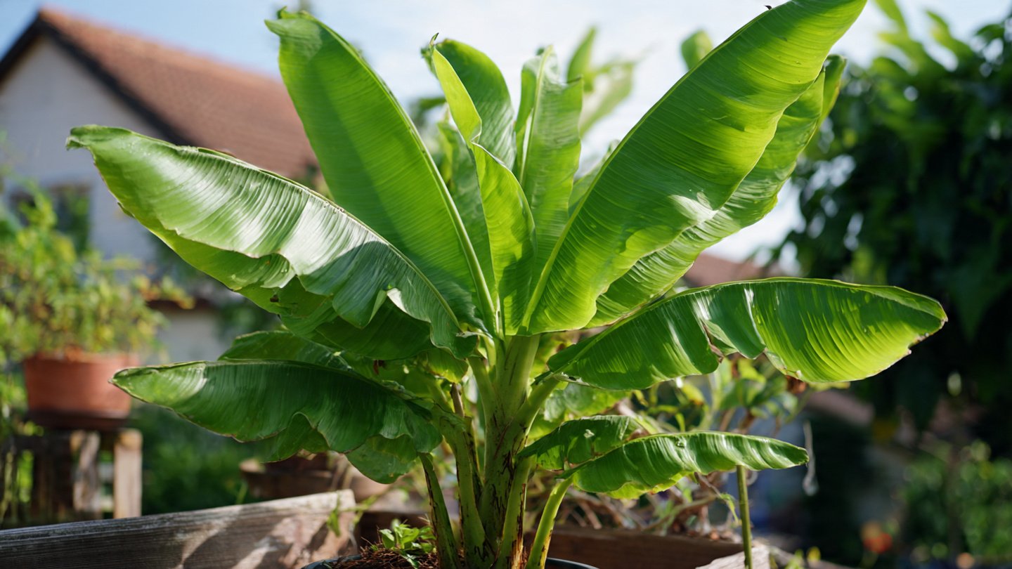 How to Successfully Grow a Banana Plant from Sucker in Your Home Garden
