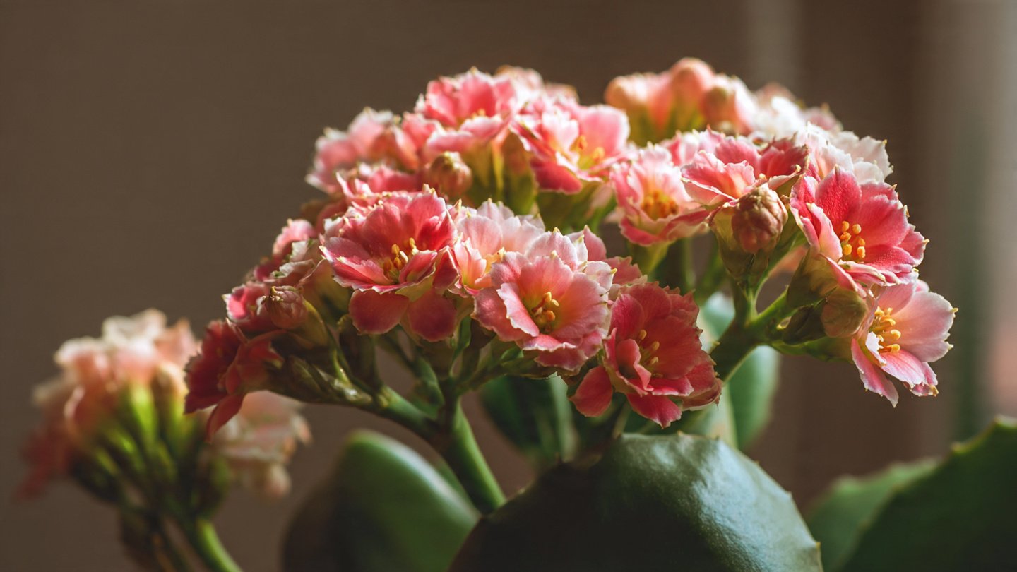 How to Successfully Grow Kalanchoe Flowers Indoors for Stunning Blooms Year Round