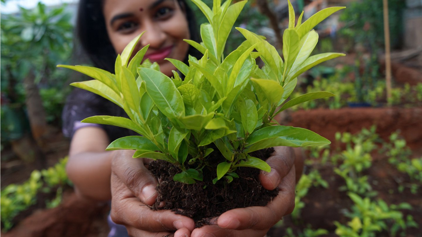 How to Successfully Grow Sadabahar From Cuttings in Your Garden
