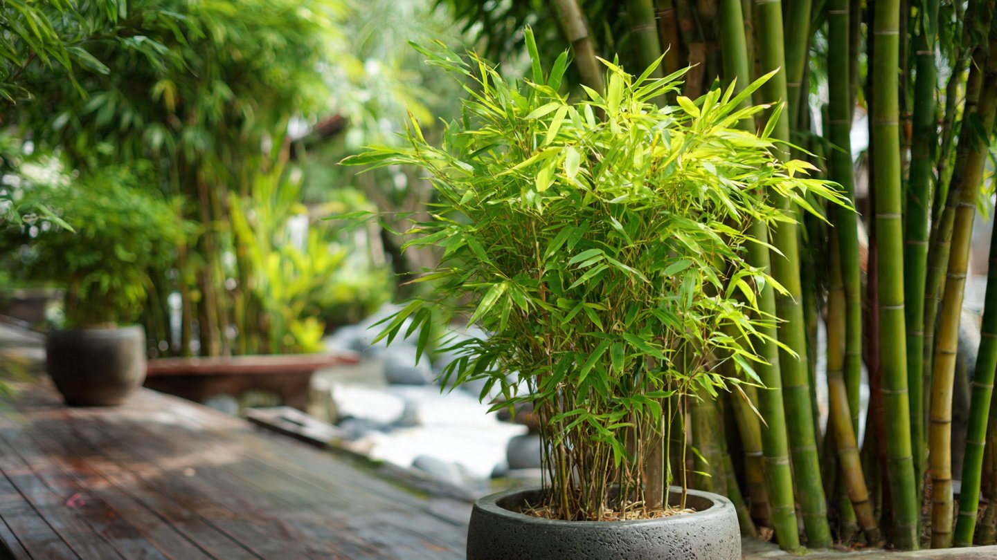 The Ultimate Guide to Growing Bamboo Plants to Enhance Your Decorative Garden Experience