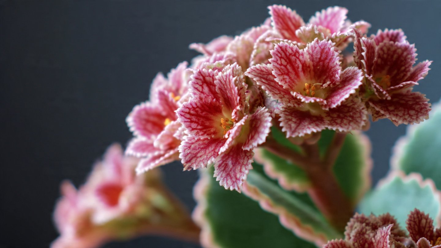 The Ultimate Guide to Growing Kalanchoe as a Beautiful Decorative Plant
