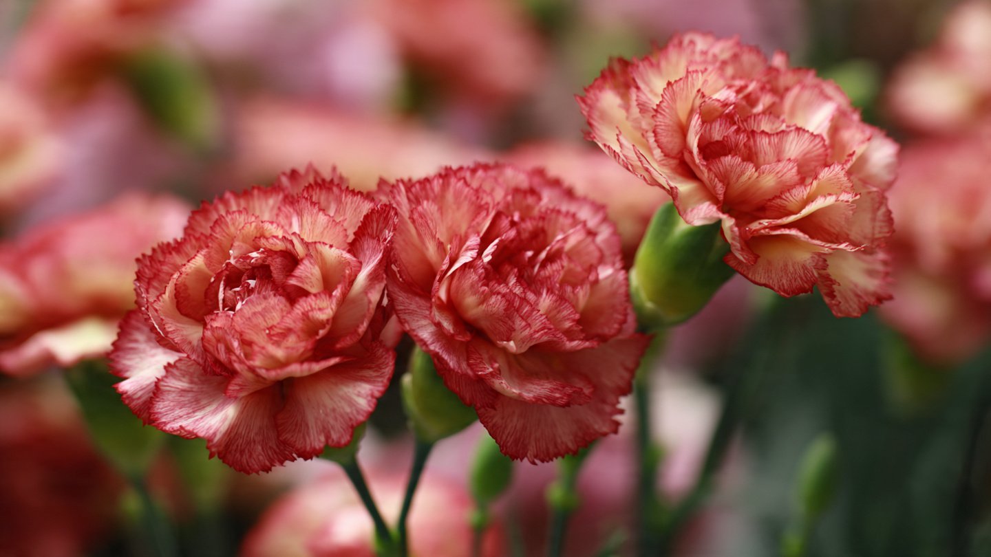 The Ultimate Guide to Successfully Cultivating Carnations at Home