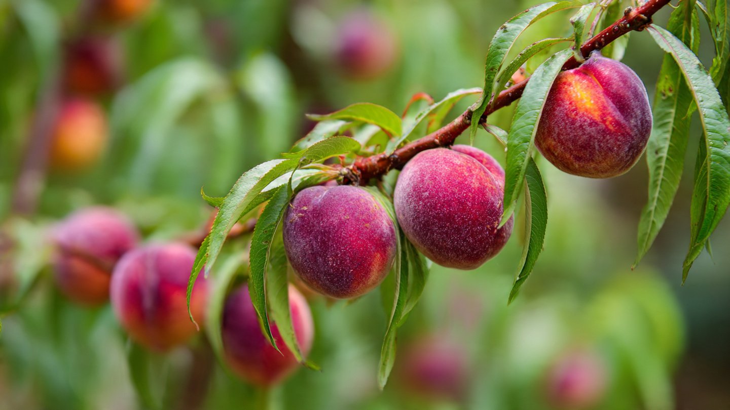 The Ultimate Guide to Successfully Growing Peaches in Containers for Home Gardeners