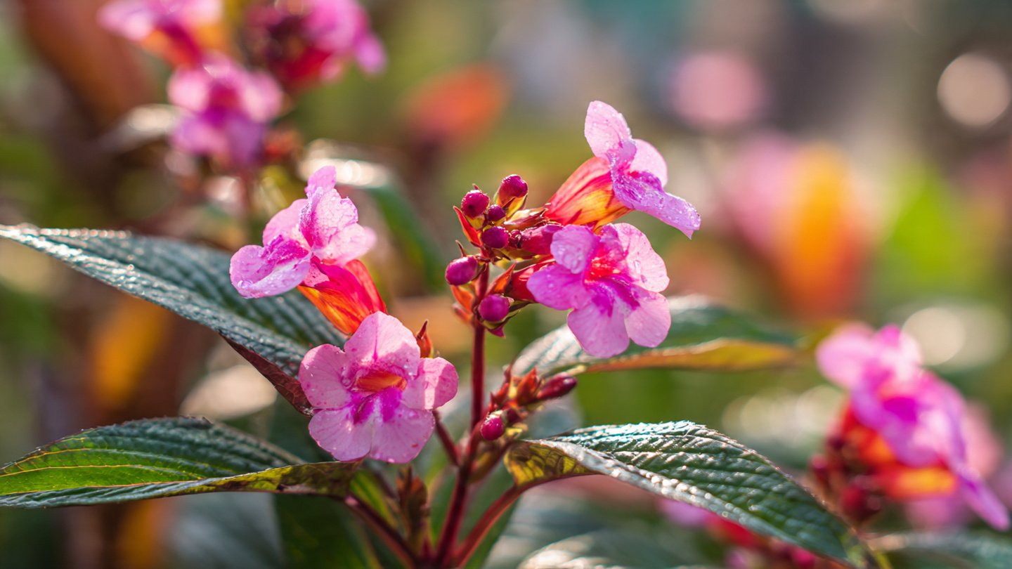 Ultimate Guide to Growing Balsam Plants Naturally for Vibrant Blooms