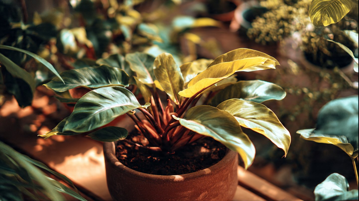 Ultimate Guide to Successfully Growing Philodendron for Stunning Garden Aesthetics